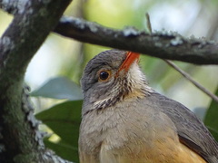 Turdus libonyana peripheris