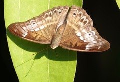 Eulaceura osteria