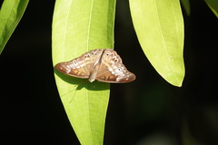 Eulaceura osteria