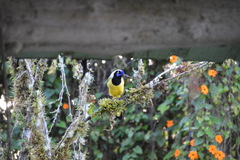 Cyanocorax yncas yncas