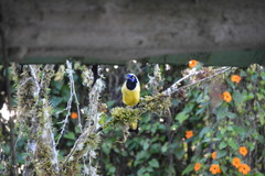 Cyanocorax yncas yncas