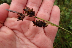 Carex stylosa