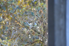 Myiarchus tuberculifer