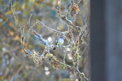 Myiarchus tuberculifer