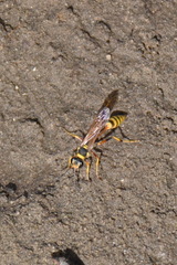 Sceliphron jamaicense lucae