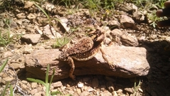 Phrynosoma taurus