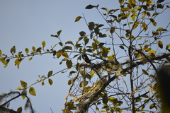 Contopus fumigatus