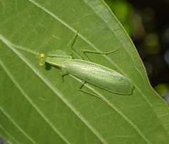 Tropidomantis