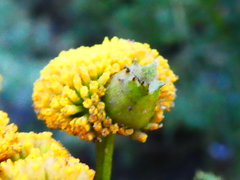 Rhopalomyia tanaceticola