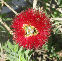 Melaleuca citrina