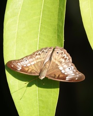 Eulaceura osteria