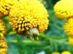 Rhopalomyia tanaceticola