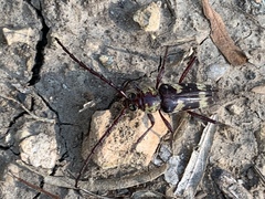 Megacyllene antennata