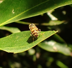 Eristalinus megacephalus