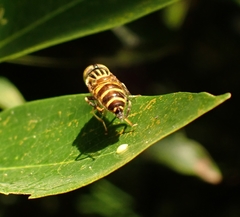 Eristalinus megacephalus