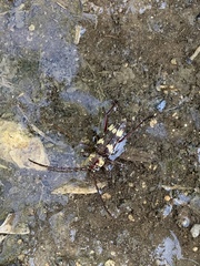 Megacyllene antennata