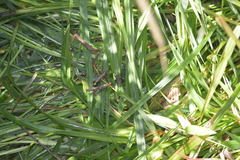 Piezogaster rubropictus