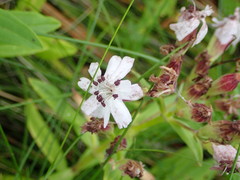 Microbotryum saponariae