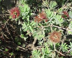 Melaleuca citrina