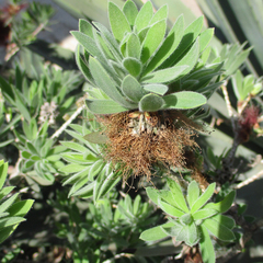 Melaleuca citrina