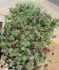 Melaleuca citrina