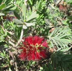 Melaleuca citrina