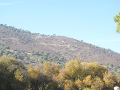 Fraxinus angustifolia oxycarpa