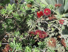 Melaleuca citrina