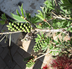 Melaleuca citrina