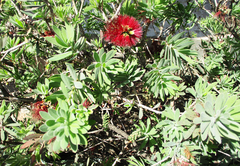 Melaleuca citrina