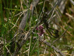 Hemicordulia armstrongi