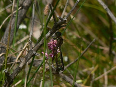 Hemicordulia armstrongi