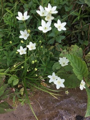 Parnassia