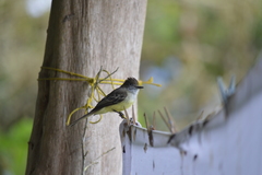 Myiarchus cephalotes