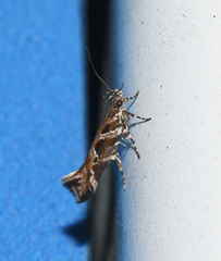 Aristotelia fungivorella
