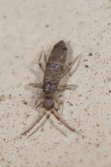 Seira bipunctata