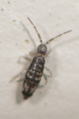 Seira bipunctata