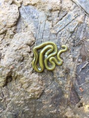 Diversibipalium multilineatum