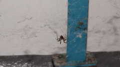 Latrodectus geometricus