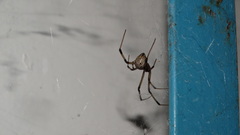 Latrodectus geometricus