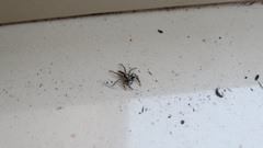 Menemerus bivittatus