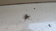 Menemerus bivittatus