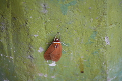 Amastus coccinator