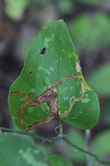 Marmara smilacisella