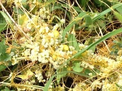 Smicronyx sculpticollis