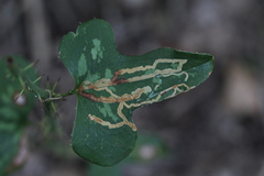 Marmara smilacisella