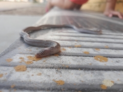 Amphisbaena vermicularis