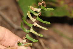 Phytoliriomyza felti