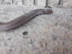 Amphisbaena vermicularis