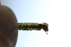 Phytoliriomyza felti